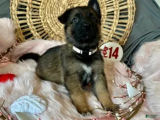 German Shepherd dogs Jasmine - Ad 9