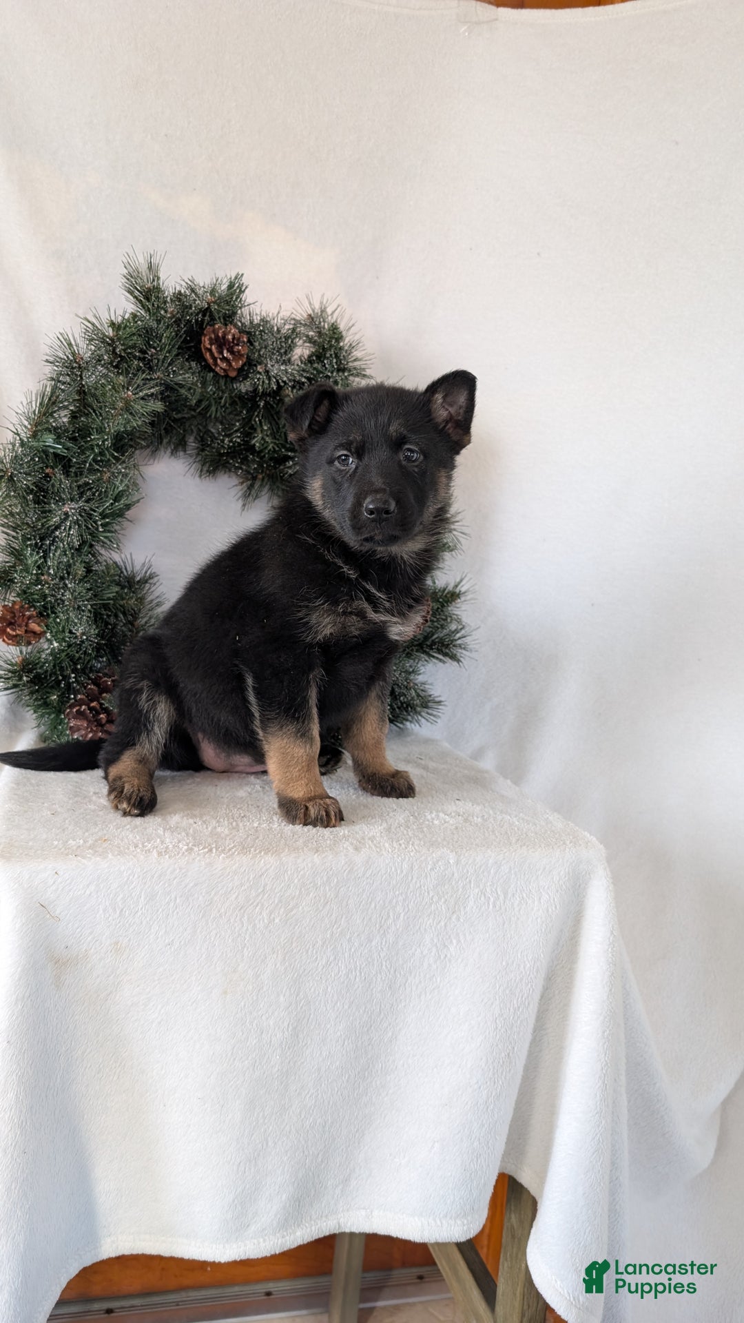 German Shepherd dogs for sale: Easton  - Ad 1