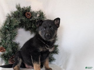 German Shepherd dogs Easton - Ad 37