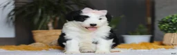 Sheepadoodle dogs for sale: Jellybean - Ad 5
