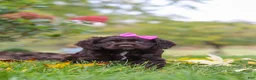 Cocker Spaniel dogs for sale: Autumn - Ad 7