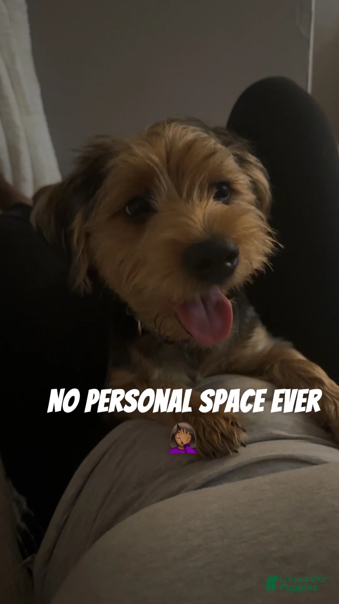 Yorkshire Terrier dogs for sale: Chelsea - Ad 6