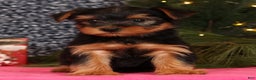 Yorkshire Terrier dogs for sale: Marlon - Ad 5