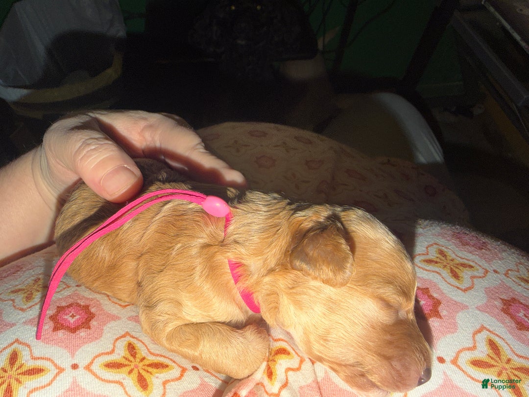 Miniature Poodle dogs for sale: AKC Miniature Poodle Puppy Red - Ad 4