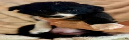 Border Collie dogs for sale: Apple - Ad 1