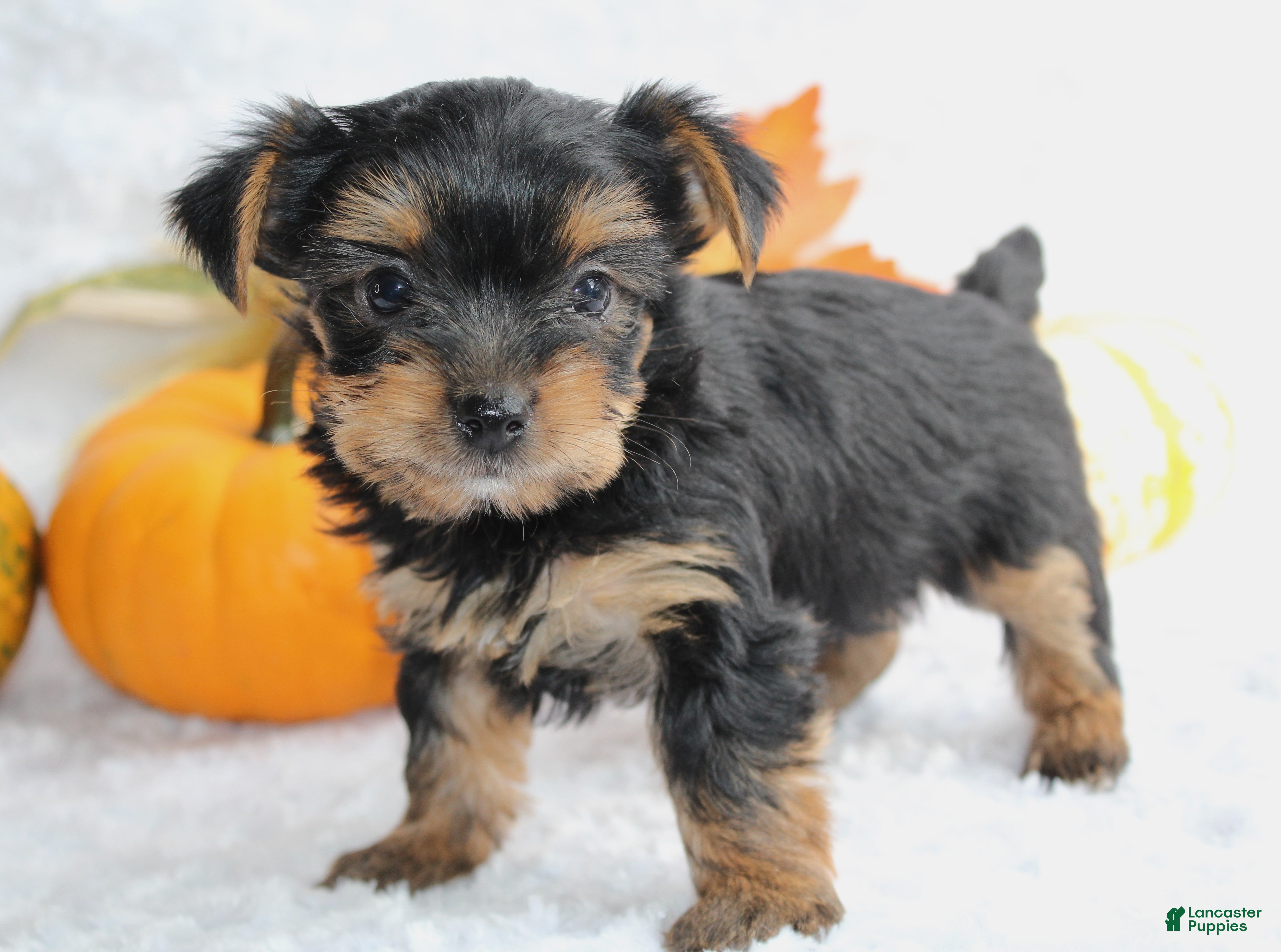 Yorkshire Terrier dogs Teeko - Ad 27