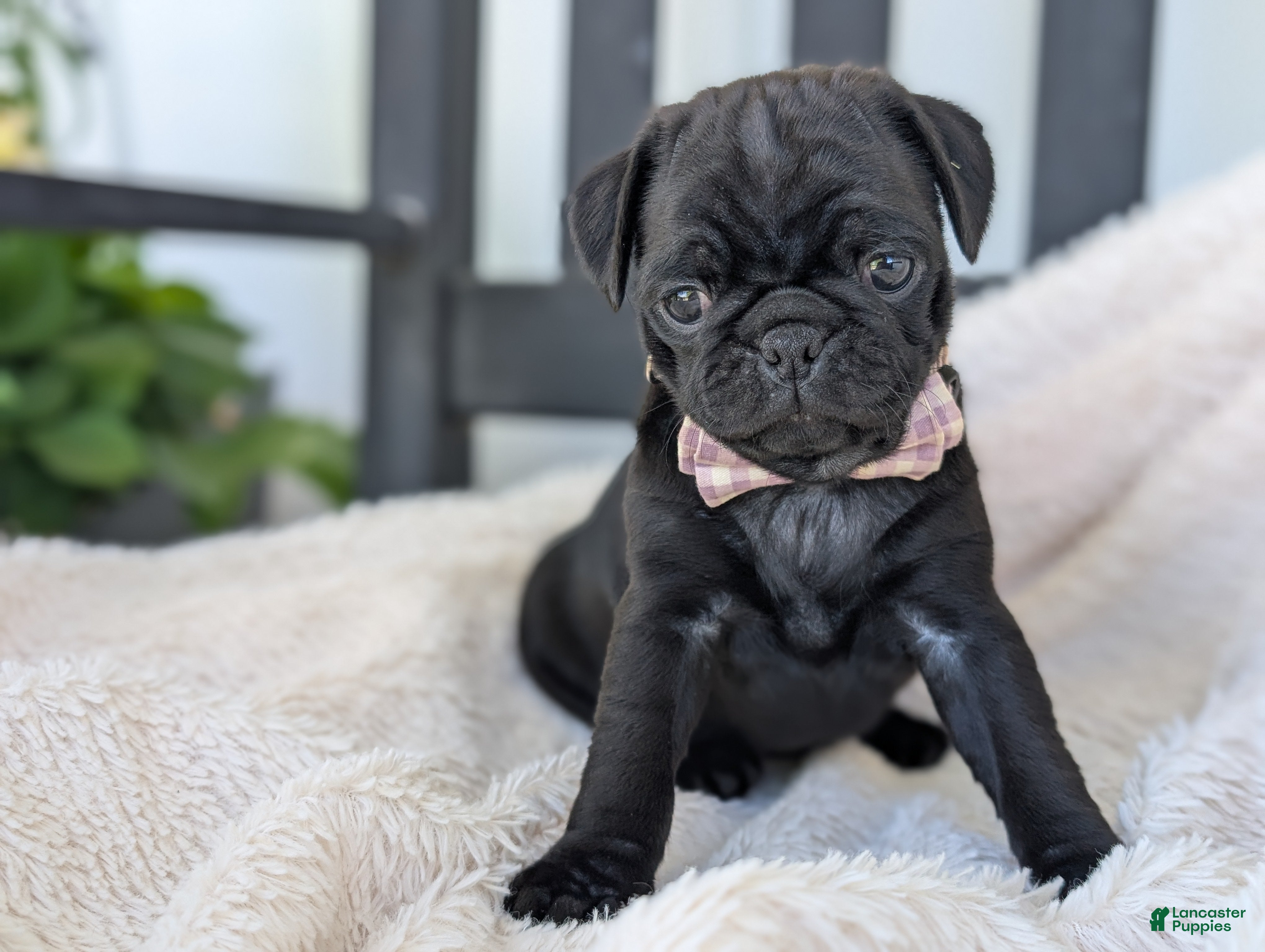 Pug dogs Taffy - Ad 1