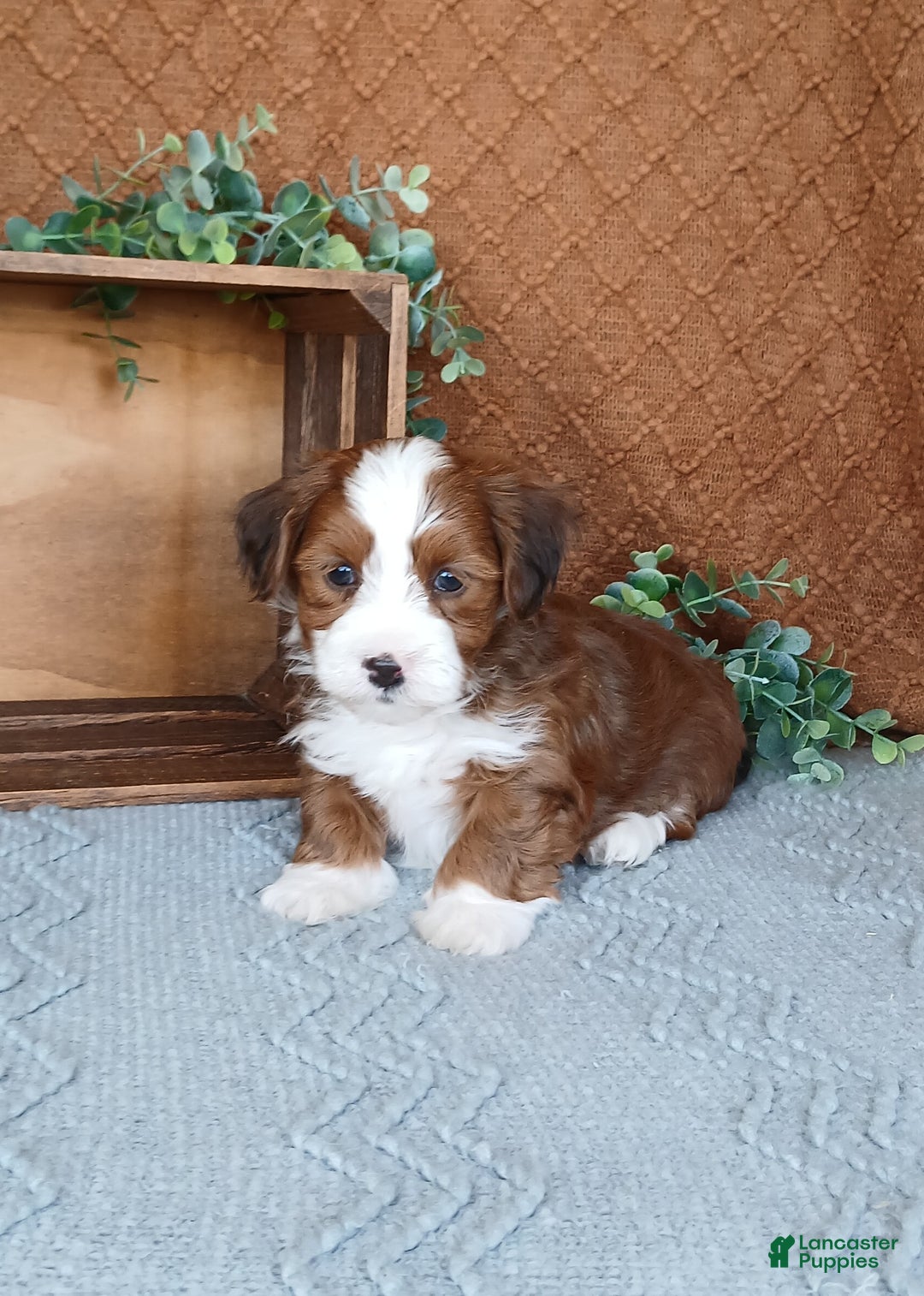 Havanese dogs for sale: Kyle  - Ad 2