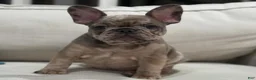 French Bulldog dogs for sale: French Bulldog 4 - Ad 2
