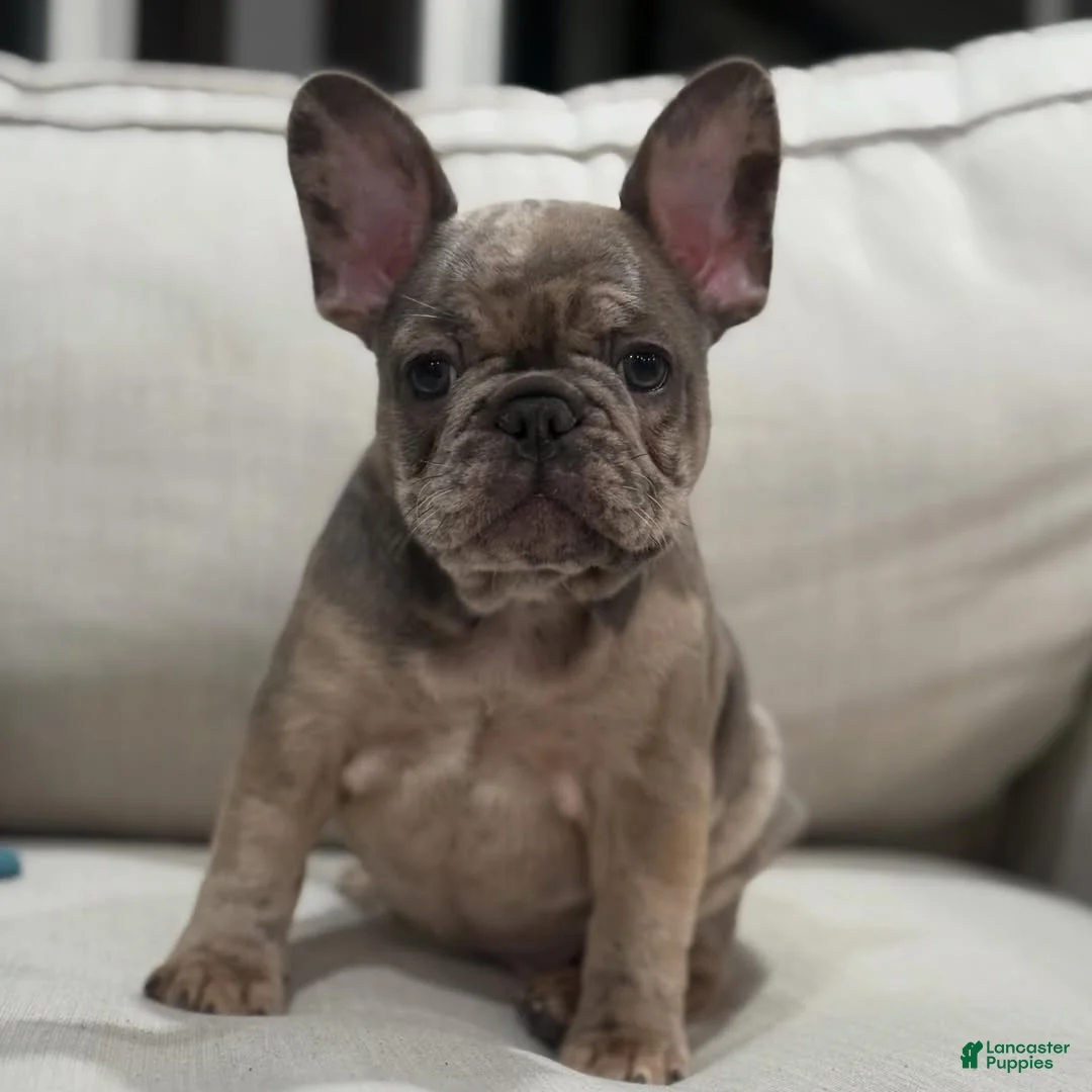 French Bulldog dogs for sale: French Bulldog 4 - Ad 2