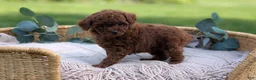 Toy Poodle dogs for sale: Carson - Ad 5