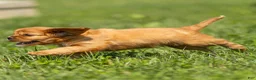 Cavalier King Charles Spaniel dogs for sale: Ford Cavalier King Charles Spaniel  - Ad 5