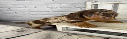 Miniature Dachshund dogs for sale: Callie - Ad 9