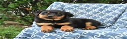 Rottweiler dogs for sale: Muffin - Ad 3