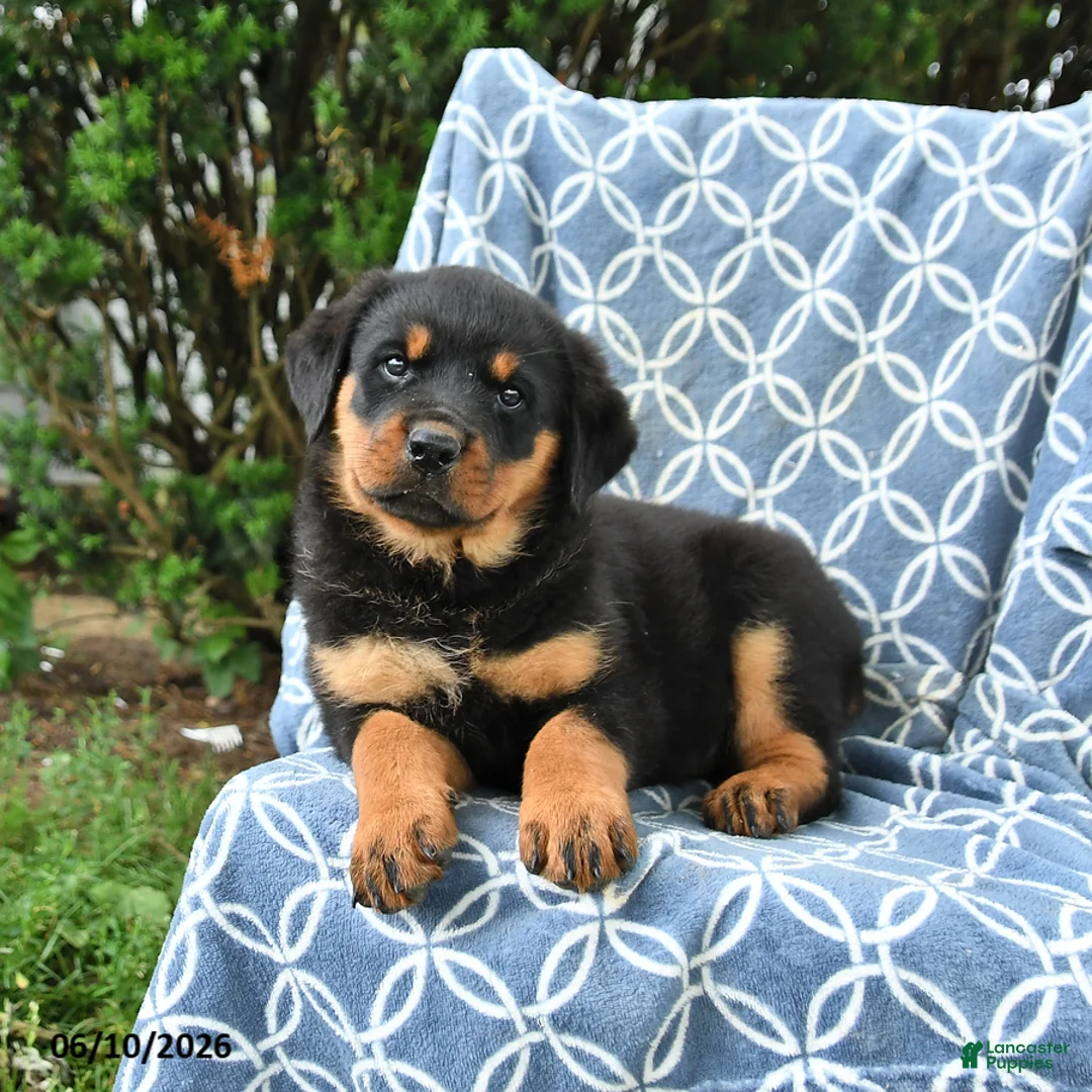 Rottweiler dogs for sale: Muffin - Ad 3