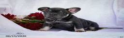 French Bulldog dogs for sale: Diesel - Ad 8