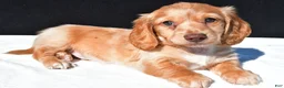 Dachshund dogs for sale: Cash - Ad 8