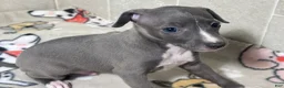 Italian Greyhound dogs for sale: Bondo - Ad 2
