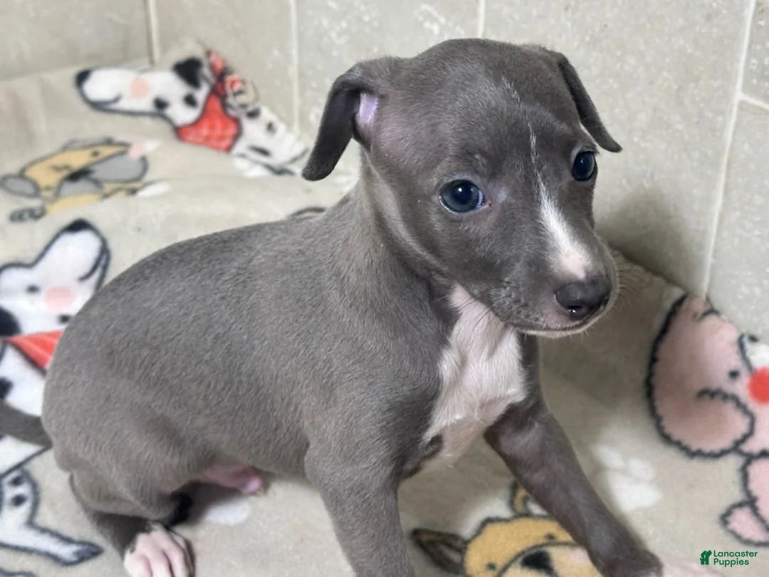 Italian Greyhound dogs for sale: Bondo - Ad 2