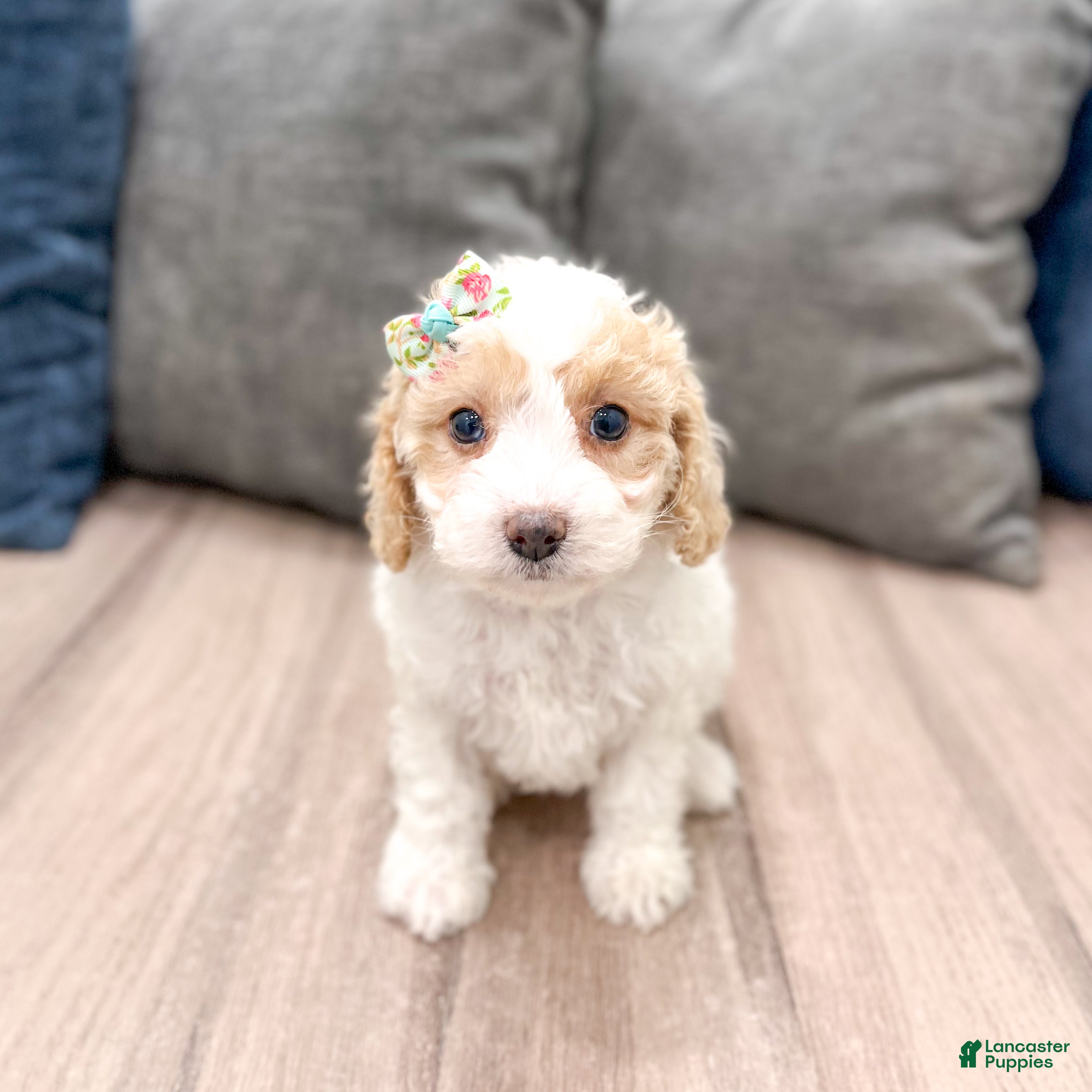Cavapoo dogs Laina - Ad 1