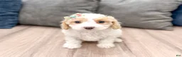 Cavapoo dogs for sale: Laina - Ad 1