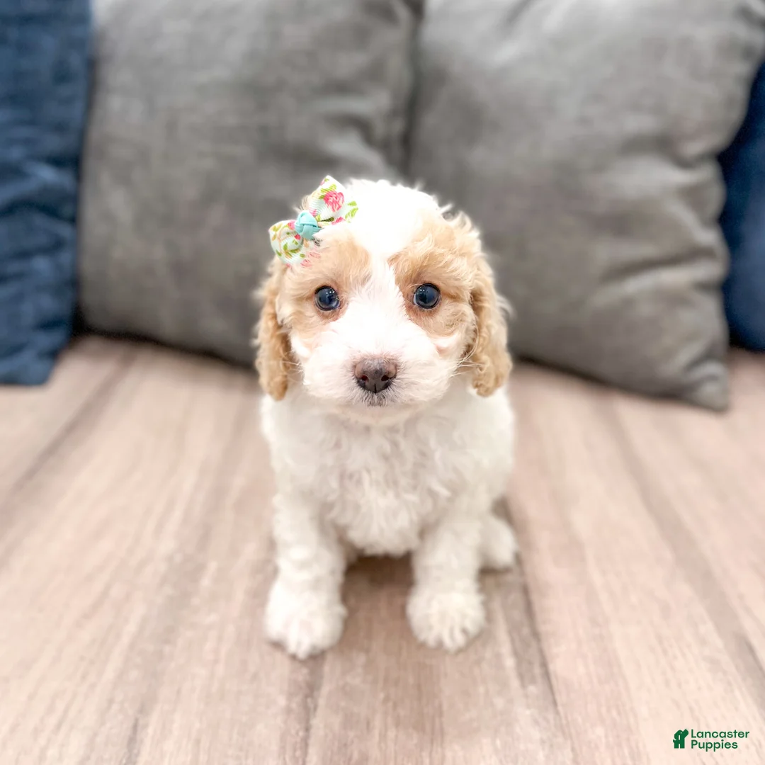 Cavapoo dogs for sale: Laina - Ad 1