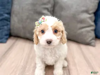 Cavapoo dogs for sale: Laina - Ad 3