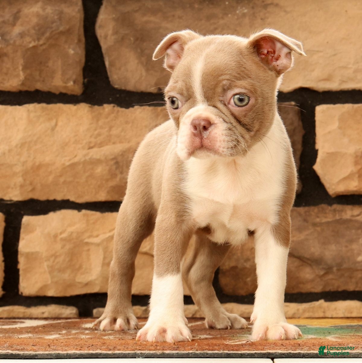 Boston Terrier dogs for sale: Kyah - Ad 2