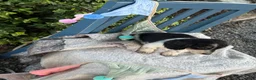 Miniature Dachshund dogs for sale: Tango - Ad 3
