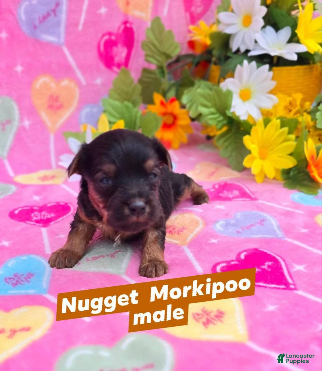 Mixed Breed dogs for sale: Nugget - Ad 1