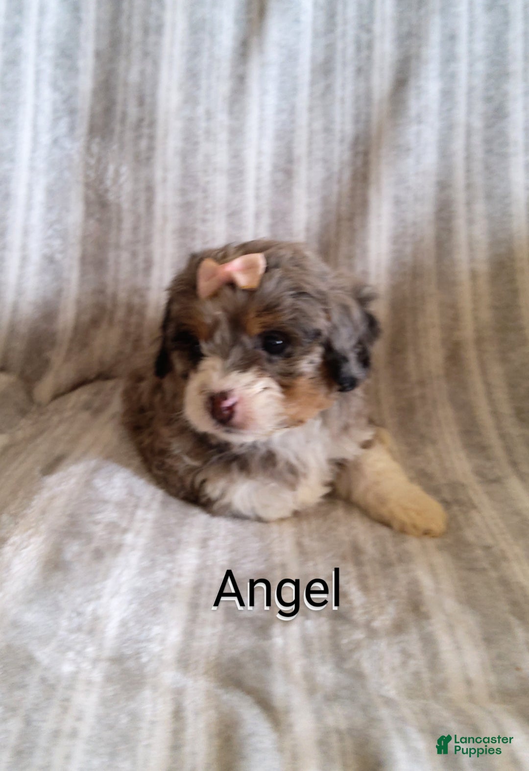 Mini Bernedoodle dogs for sale:  Angel  - Ad 3