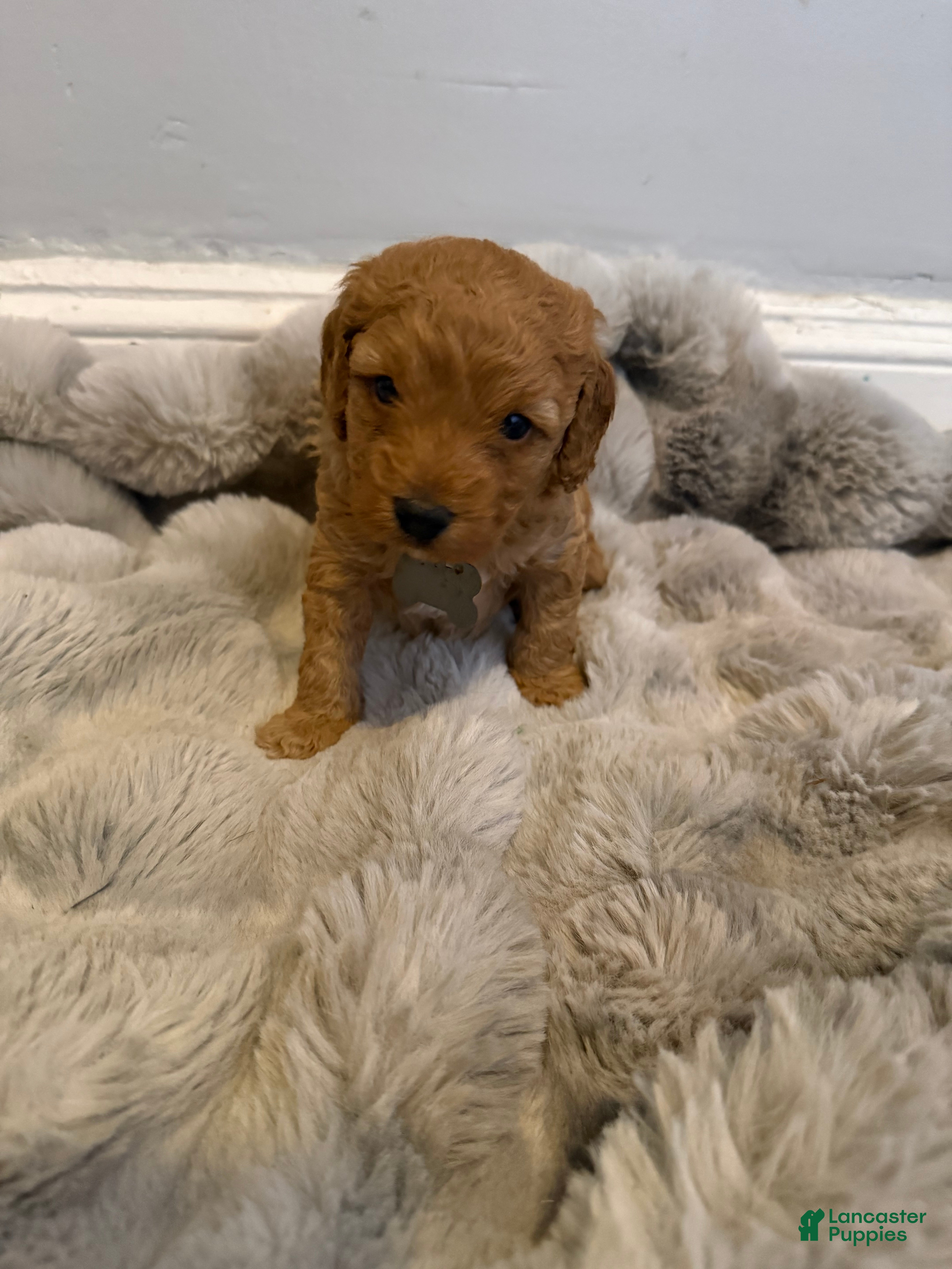 Mini Goldendoodle dogs for sale: Mini Goldendoodle 6 - Ad 4