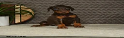 Doberman Pinscher dogs for sale: Noree - Ad 4