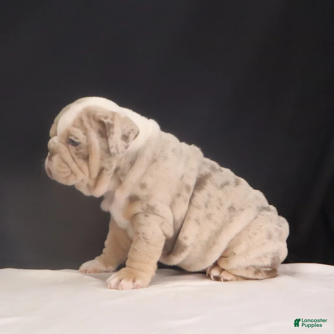 English Bulldog dogs for sale: Tanya - Ad 11