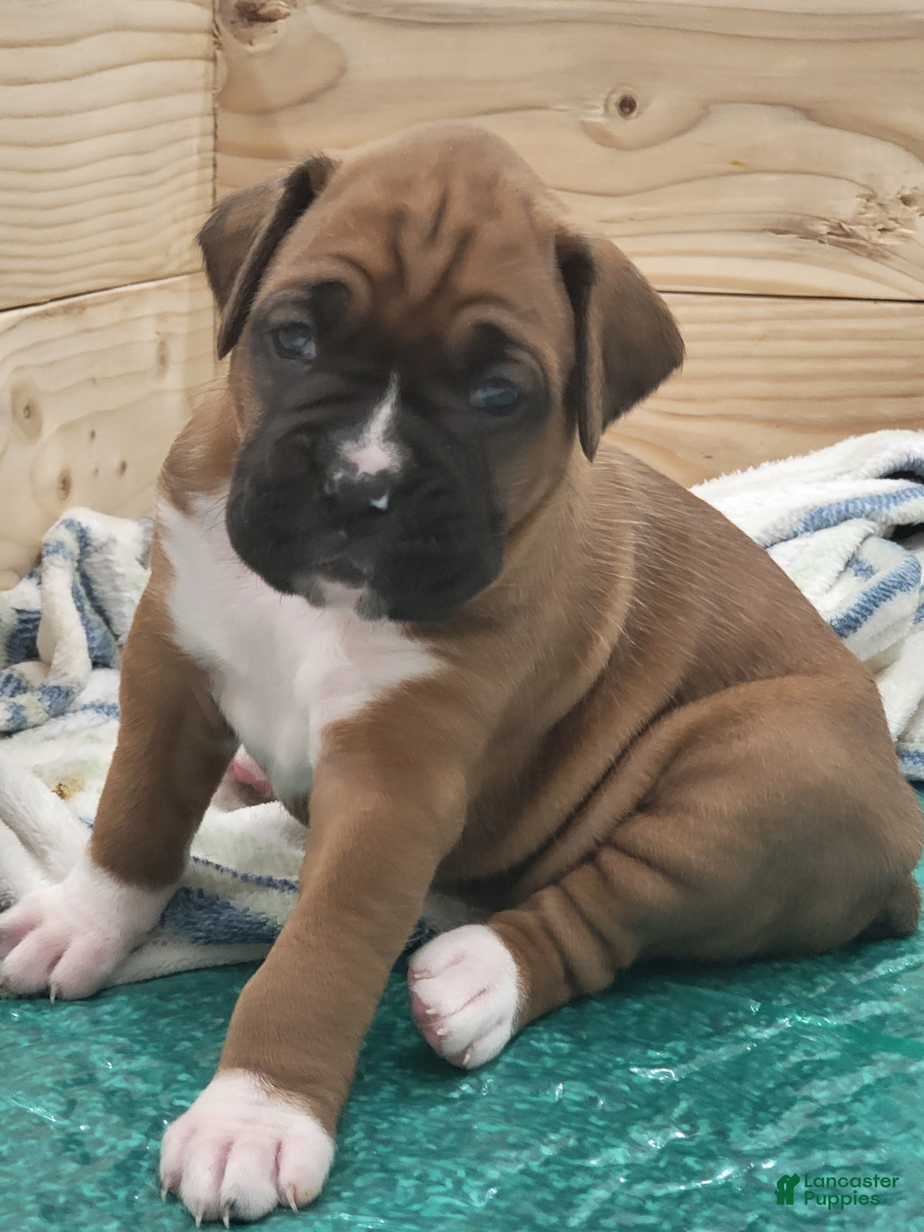 Boxer dogs for sale: SCARLETT - Ad 9