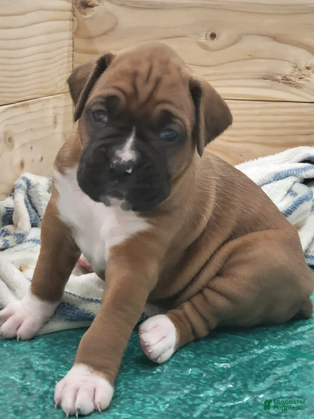 Boxer dogs for sale: SCARLETT - Ad 1