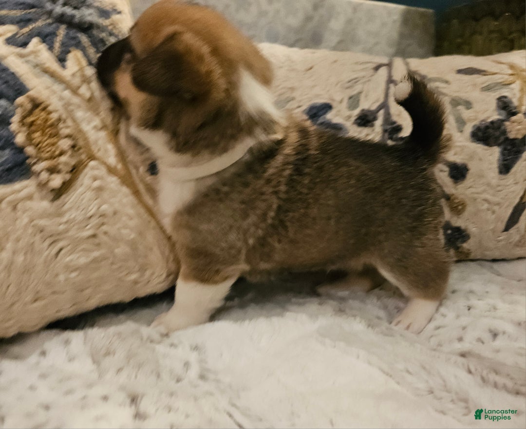 Mixed Breed dogs for sale: Rocky Balboa - Ad 7