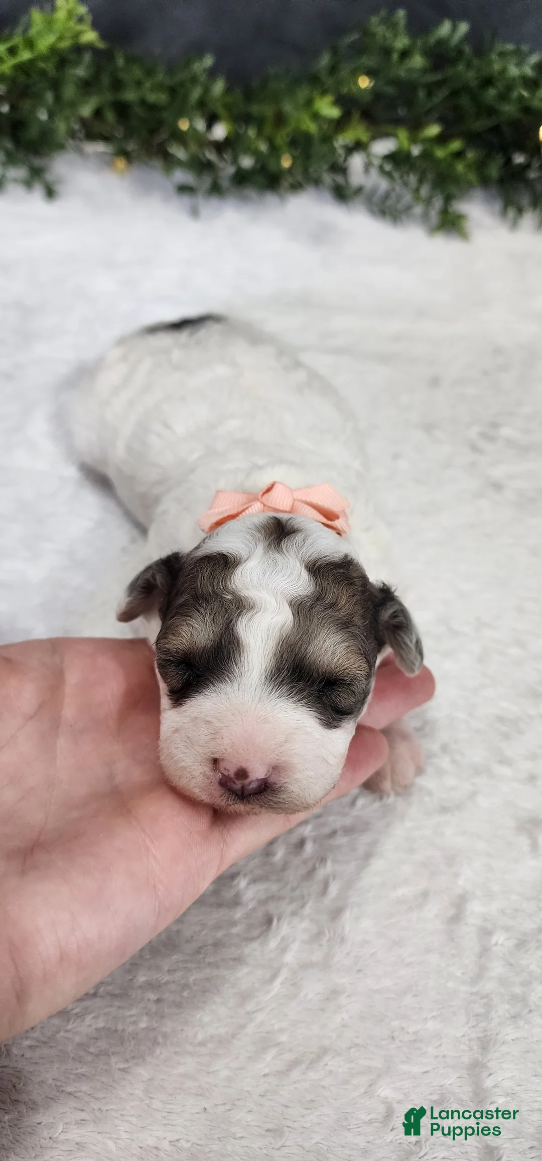 Miniature Poodle dogs for sale: Princess  - Ad 2