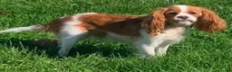 Cavapoo dogs for sale: Mr Colby - Ad 20