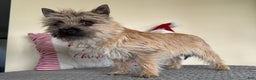 Cairn Terrier dogs for sale: Jayce - Ad 3