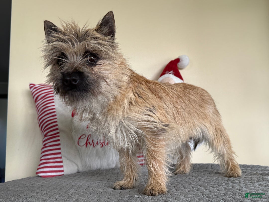 Cairn Terrier dogs for sale: Jayce - Ad 3