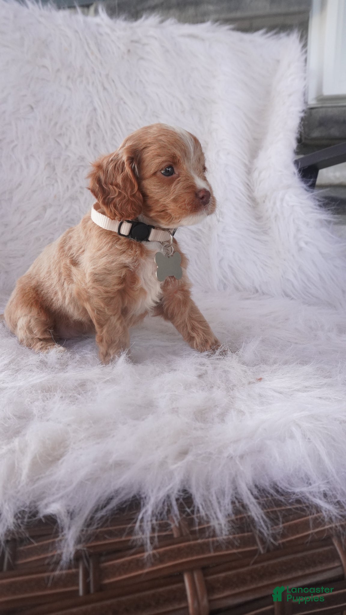 Cavapoo dogs Snow-Drop  - Ad 1
