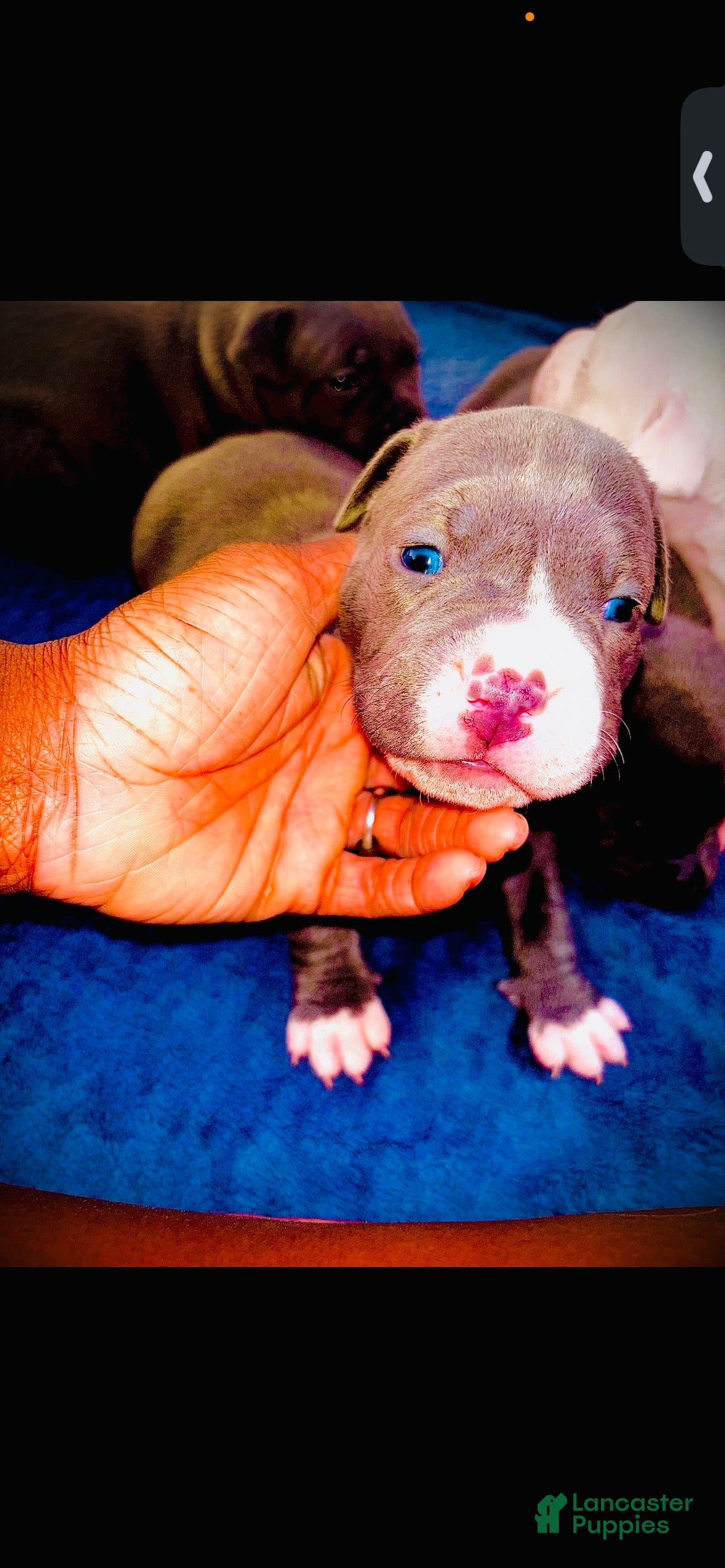 American Bully dogs American Bully 3 - Ad 22