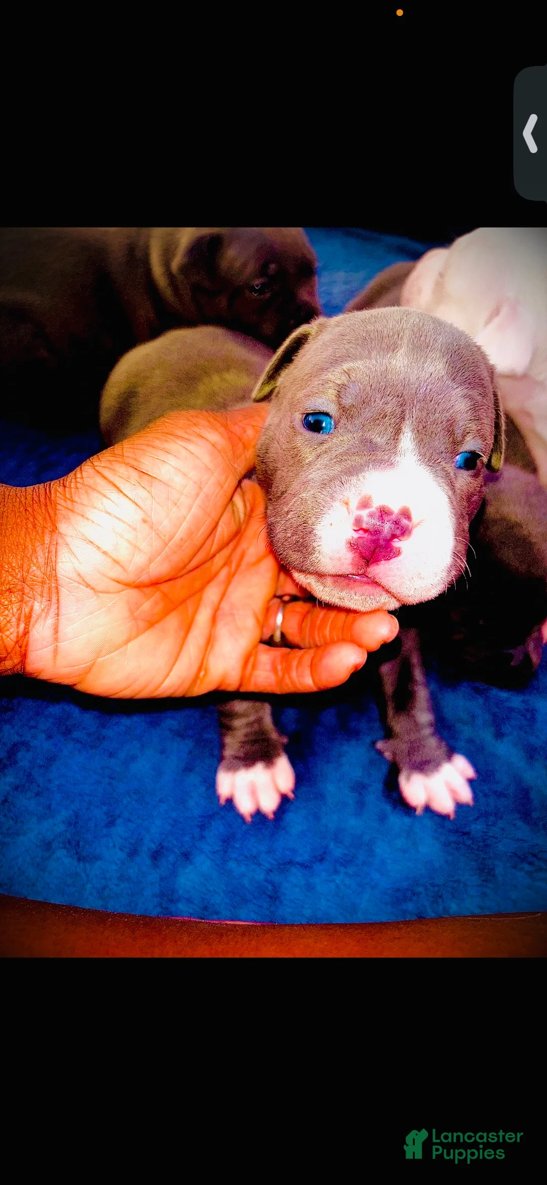 American Bully dogs for sale: American Bully 3 - Ad 1
