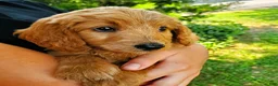 Mini Goldendoodle dogs for sale: Jax - Ad 8
