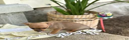Chihuahua dogs for sale: Ristle - Ad 14