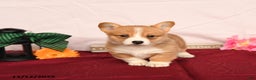 Welsh Corgi Pembroke dogs for sale: Otis - Ad 2