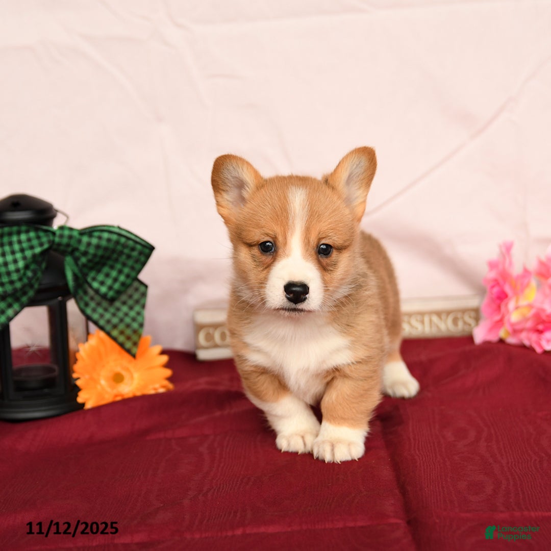 Welsh Corgi Pembroke dogs for sale: Otis - Ad 2