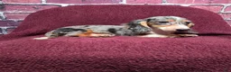 Miniature Dachshund dogs for sale: Chloe - Ad 9