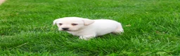 Labrador Retriever dogs for sale: Captain  - Ad 5